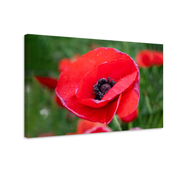 Dipinto fiori fiore di papavero in primo piano - TenStickers