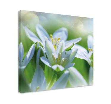 Quadro fiori Prato di magnifici bucaneve - TenStickers
