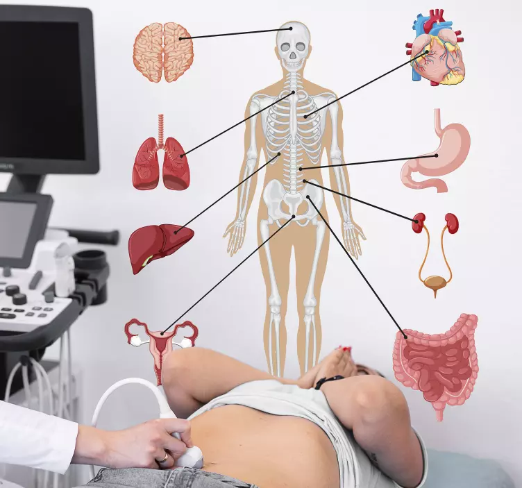 Adesivo murale corpo umano - TenStickers