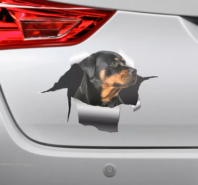 Adesivo per auto con rottweiller - TenStickers