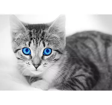 Adesivo per pc gatto - TenStickers
