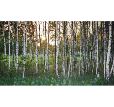 Adesivo fotomurale con alberi di betulle - TenStickers