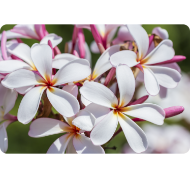 Adesivo per pc fiori rosa e bianco - TenStickers