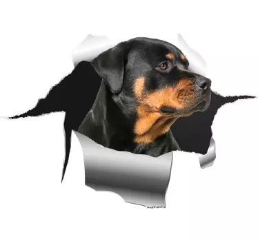 Adesivo per auto con rottweiller - TenStickers