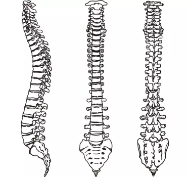 Adesivo decorativo colonna vertebrale - TenStickers