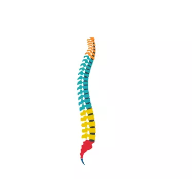 Adesivo colonna vertebrale - TenStickers
