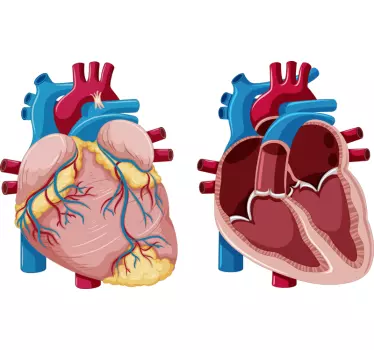 Disegno per pareti anatomia cuore - TenStickers
