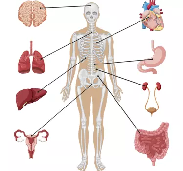 Disegno per pareti corpo umano - TenStickers