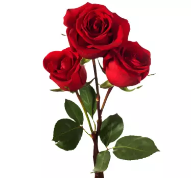 Sticker decorativo rosa rossa 22 - TenStickers