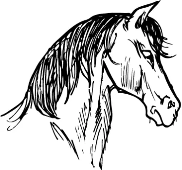 Wall sticker schizzo testa del cavallo - TenStickers