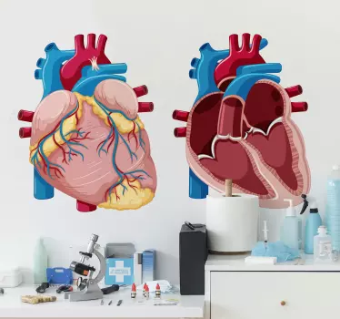 Disegno per pareti anatomia cuore - TenStickers