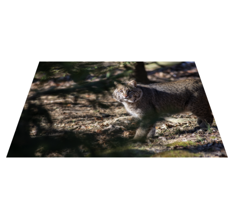 Tappeto vinile animali scena di gatto selvatico - TenStickers