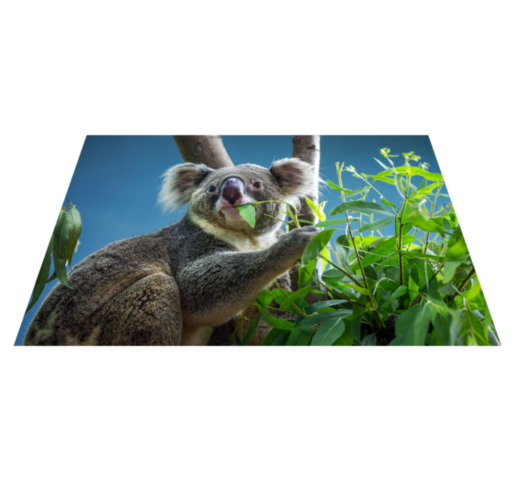 Tappeto vinile animali koala nella natura - TenStickers