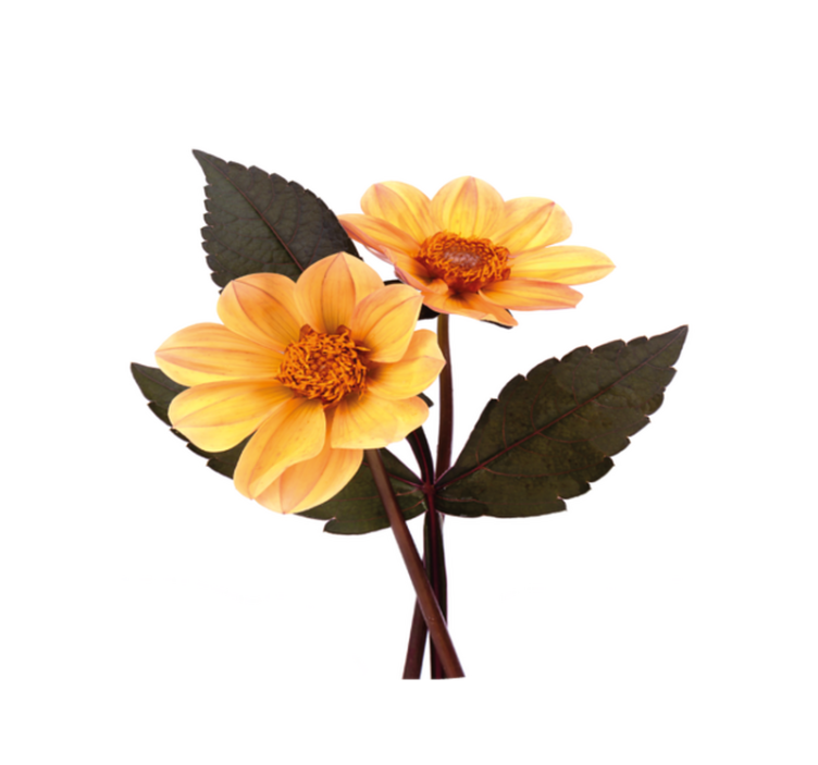 Tappeto vinile fiori composizione fiori vivaci - TenStickers