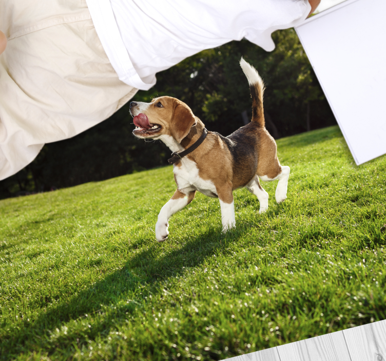 Tappeto vinile animali beagle felice che corre - TenStickers