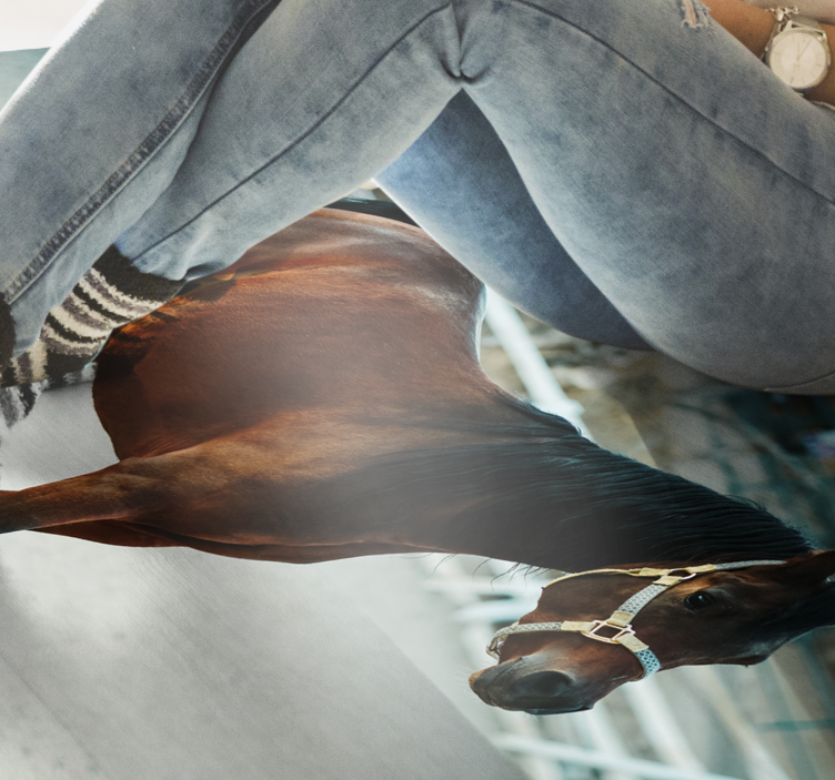 Tappeto vinile animali ritratto di cavallo maestoso - TenStickers