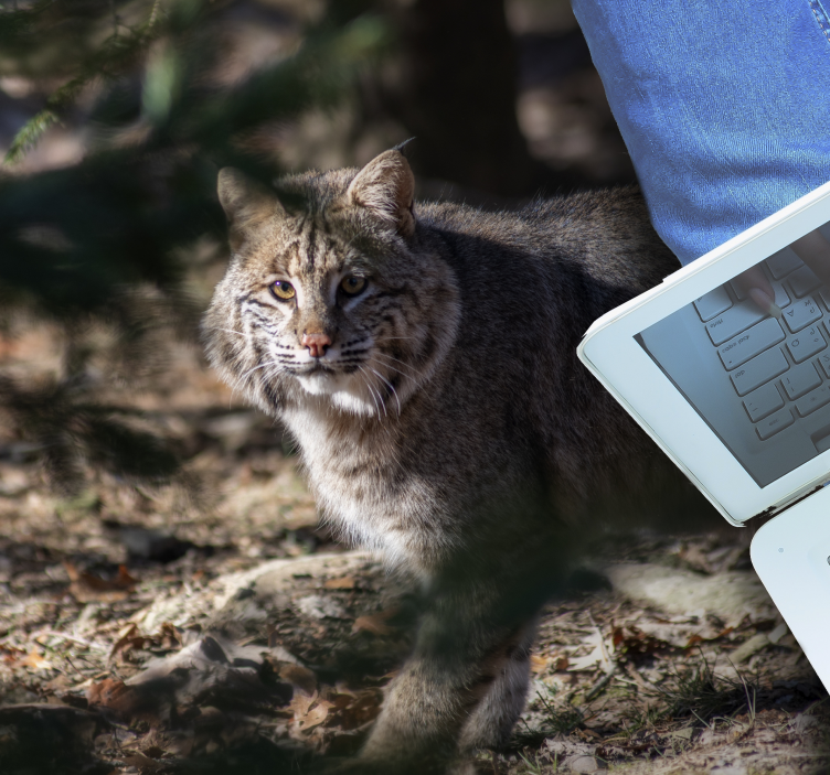 Tappeto vinile animali scena di gatto selvatico - TenStickers