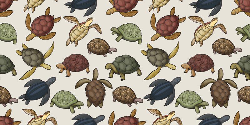 Tappeto vinile animali varietà di tartarughe - TenStickers