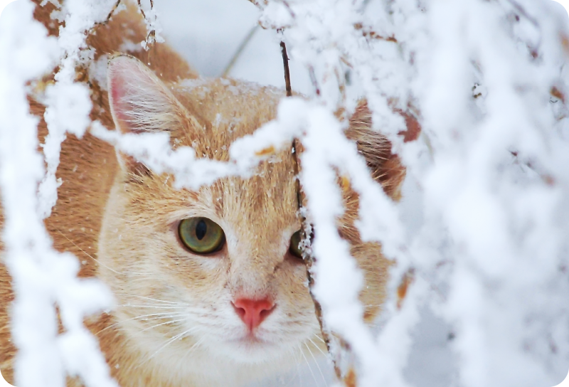 Tappeto vinile animali gatto con stalattite - TenStickers