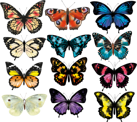 Tappeto vinile animali illustrazione farfalla - TenStickers