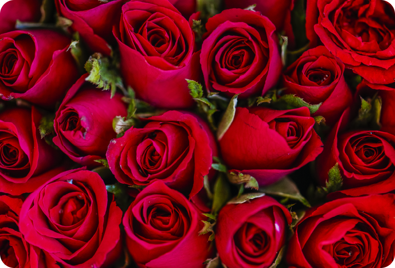 Tappeto vinile fiori stile floreale rosso - TenStickers