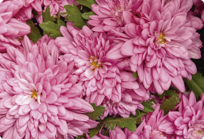 Tappeto vinile fiori fiorito rosa primavera - TenStickers