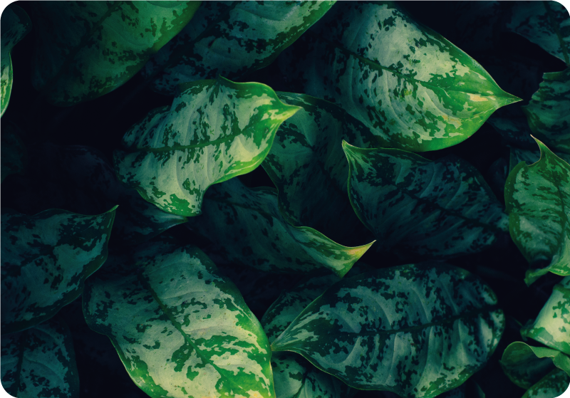 Tappeto vinile fiori foglie di maranta - TenStickers