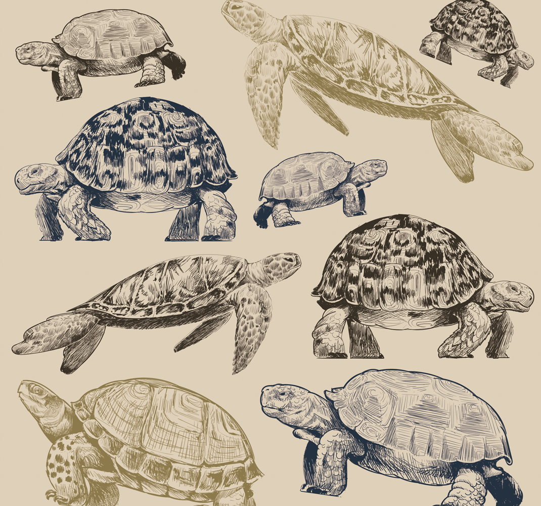 Tappeto vinile animali tartarughe sfondo beige - TenStickers