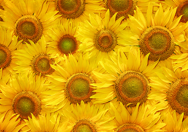 Tappeto vinile giallo girasoli - TenStickers