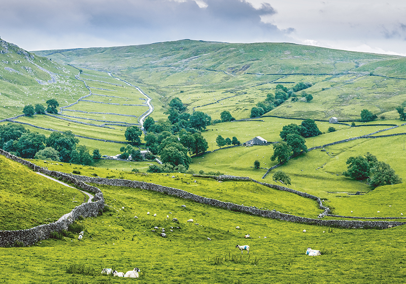 Tappeto vinile verde campagna inglese - TenStickers
