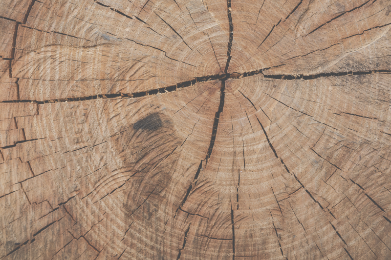 Tappeto vinile effetto legno texture anello di albero - TenStickers