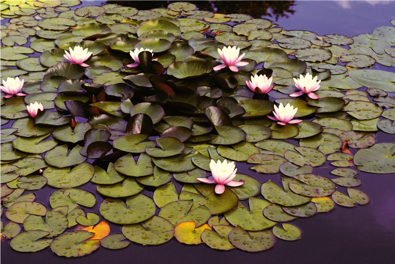 Tappeto vinile fiori bellezza dello stagno delle ninfee - TenStickers