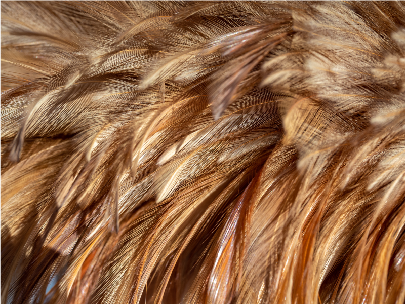 Tappeto in vinile stampa animale Soffici piume  - TenStickers