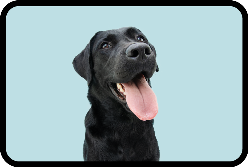 Tappeto vinile animali cane labrador nero - TenStickers