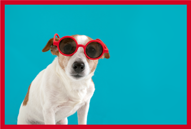 Tappeto vinile animali ritratto di cane chic - TenStickers