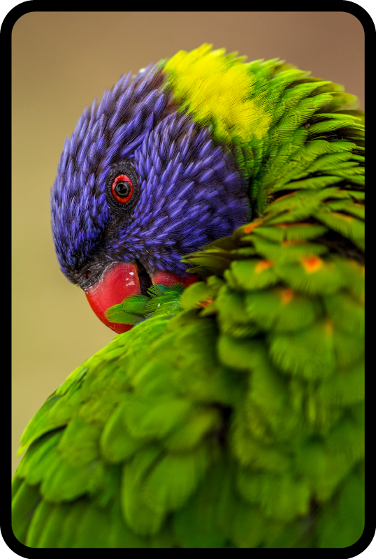 Tappeto vinile animali ritratto di pappagallo colorato - TenStickers