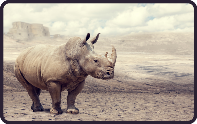 Tappeto vinile animali maestosa scena di rinoceronti - TenStickers