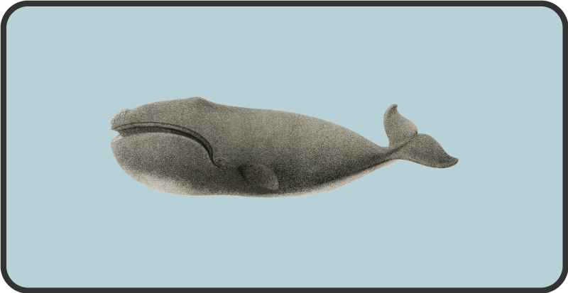 Tappeto vinile animali disegno della sagoma della balena - TenStickers