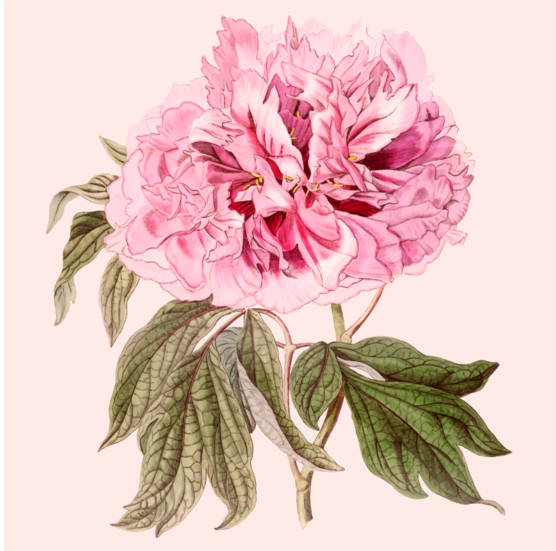 Tappeto vinile fiori fiore di peonia rosa - TenStickers