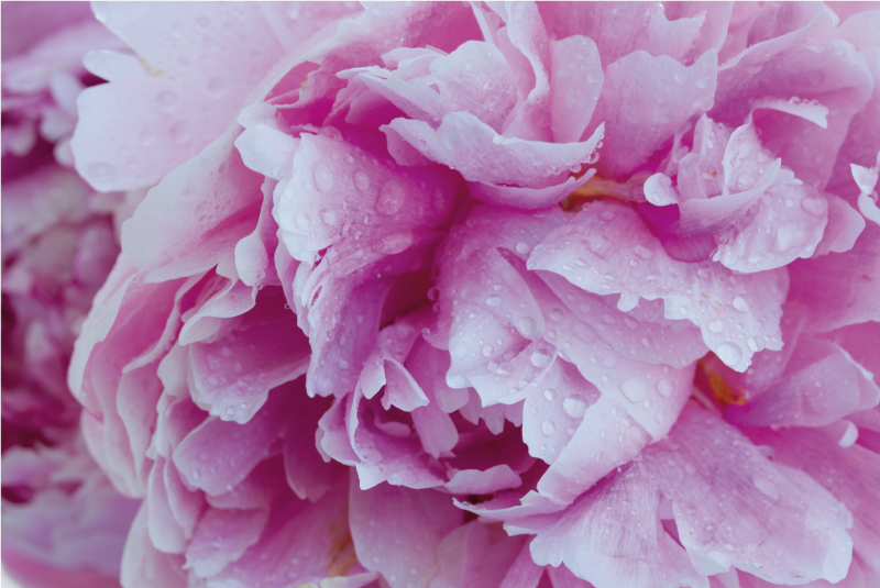 Tappeto vinile fiori fiore di peonia rosata - TenStickers