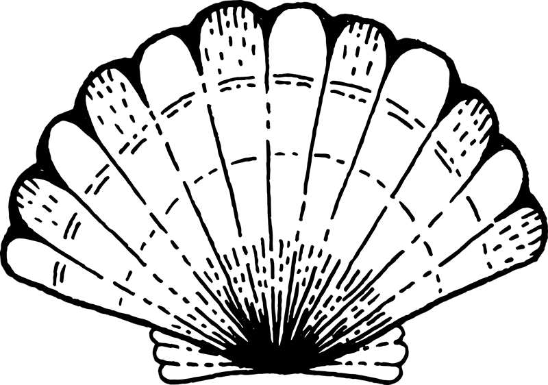 Tappeto vinile natura accento con motivo a conchiglia - TenStickers