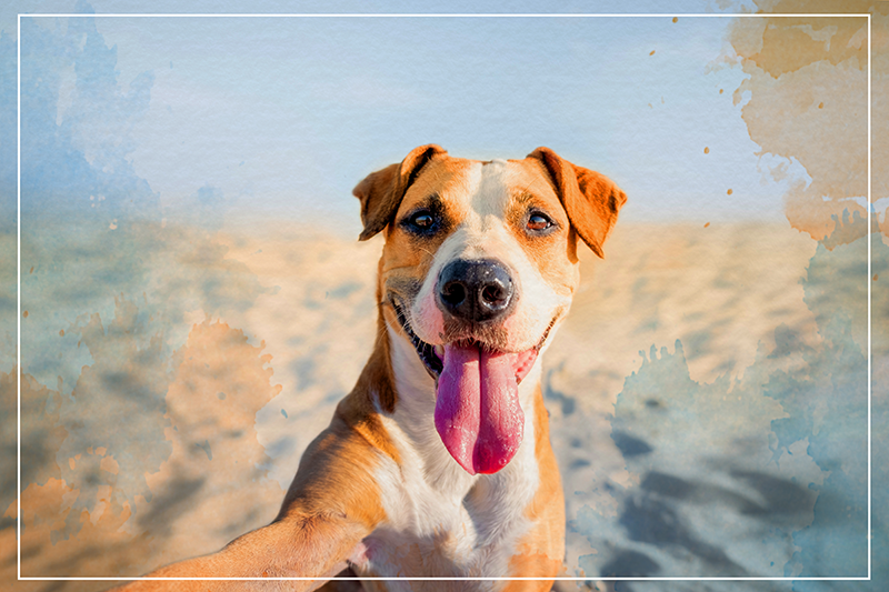 Tappeto vinile animali ritratto canino sorridente - TenStickers