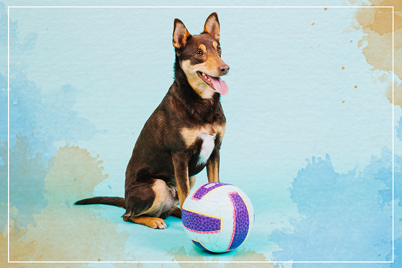 Tappeto vinile animali compagno canino giocoso - TenStickers