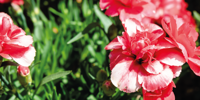 Tappeto vinile fiori fiori rosa e vegetazione - TenStickers