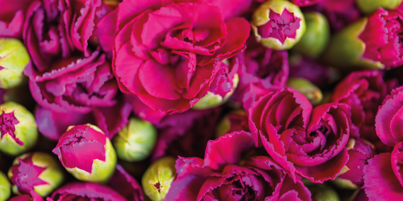 Tappeto vinile fiori vivaci fioriture floreali - TenStickers