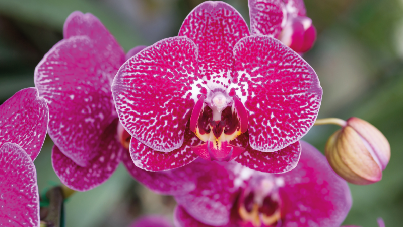 Tappeto vinile fiori vivaci fioriture di orchidee - TenStickers