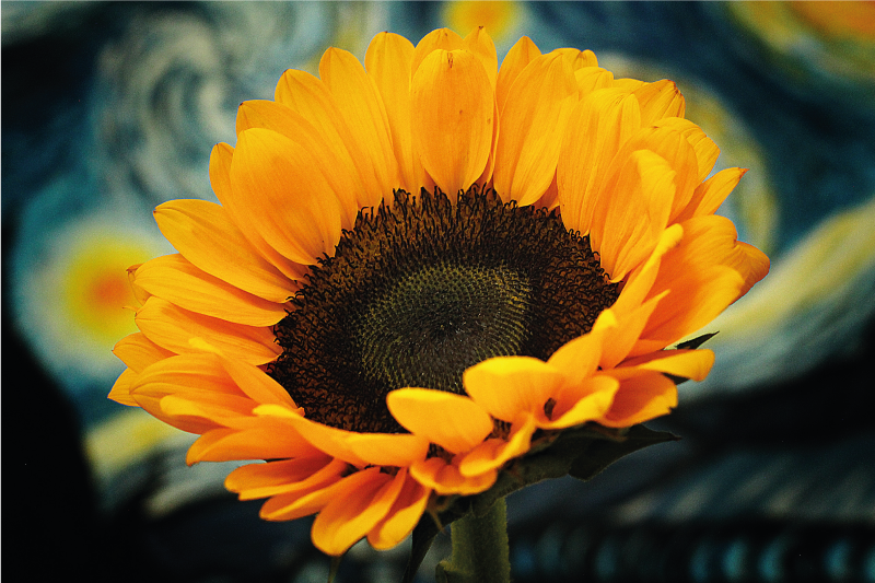 Tappeto vinile fiori girasole che sboccia luminoso - TenStickers