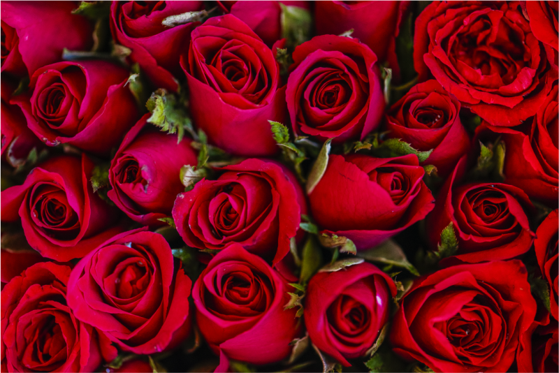 Zerbino pvc rose rosse vibranti - TenStickers