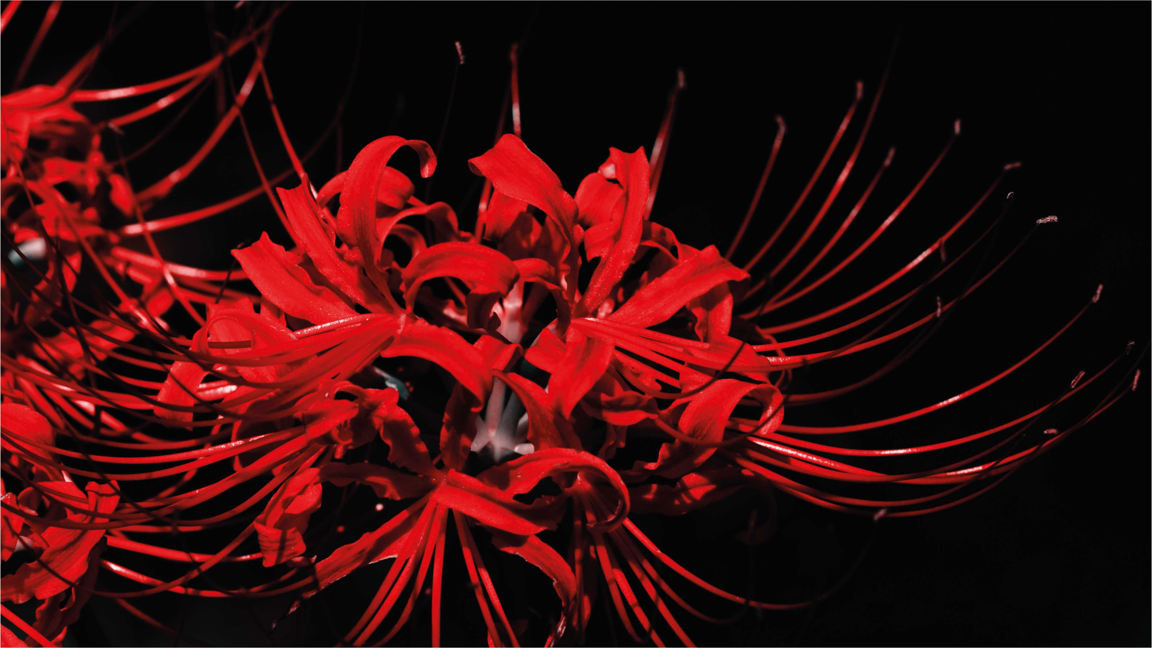 Tappeto vinile fiori esplosione floreale rossa - TenStickers