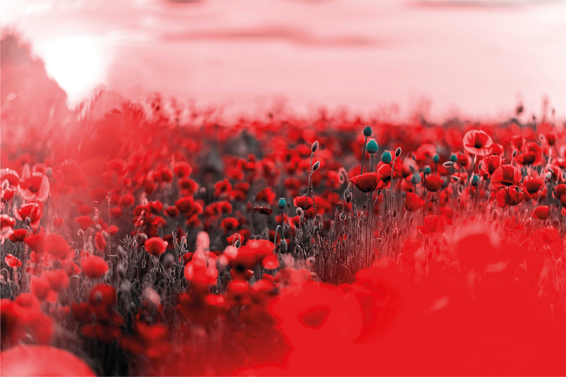 Tappeto vinile fiori scena floreale rossa - TenStickers